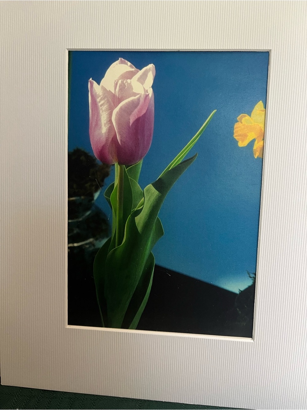 Matted Signed Photo “Flower Show” Pink Tulip 8x10